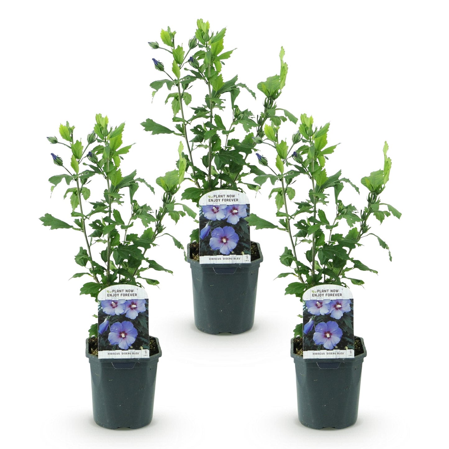 Green boutiQ - Plante de jardin - Hibiscus syriacus Oiseau Blue - Hibiscus de jardin - Résistant à l'hiver - Bleu - 3 Plantes - Pot 17cm - Hauteur 45cm