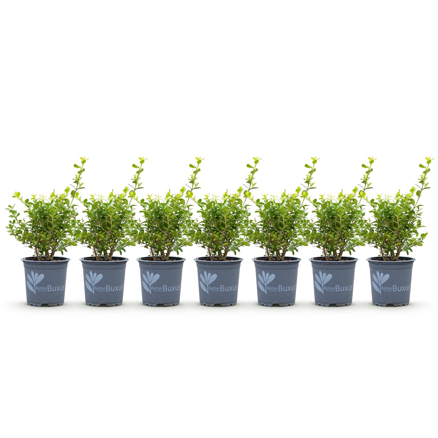 Green boutiQ - Buxus Hedge - BetterBuxus Babylon Beauty - Resistant to Boxwood Blight - 7 plants - 1 linear meter - pot 10.5cm height 25-30