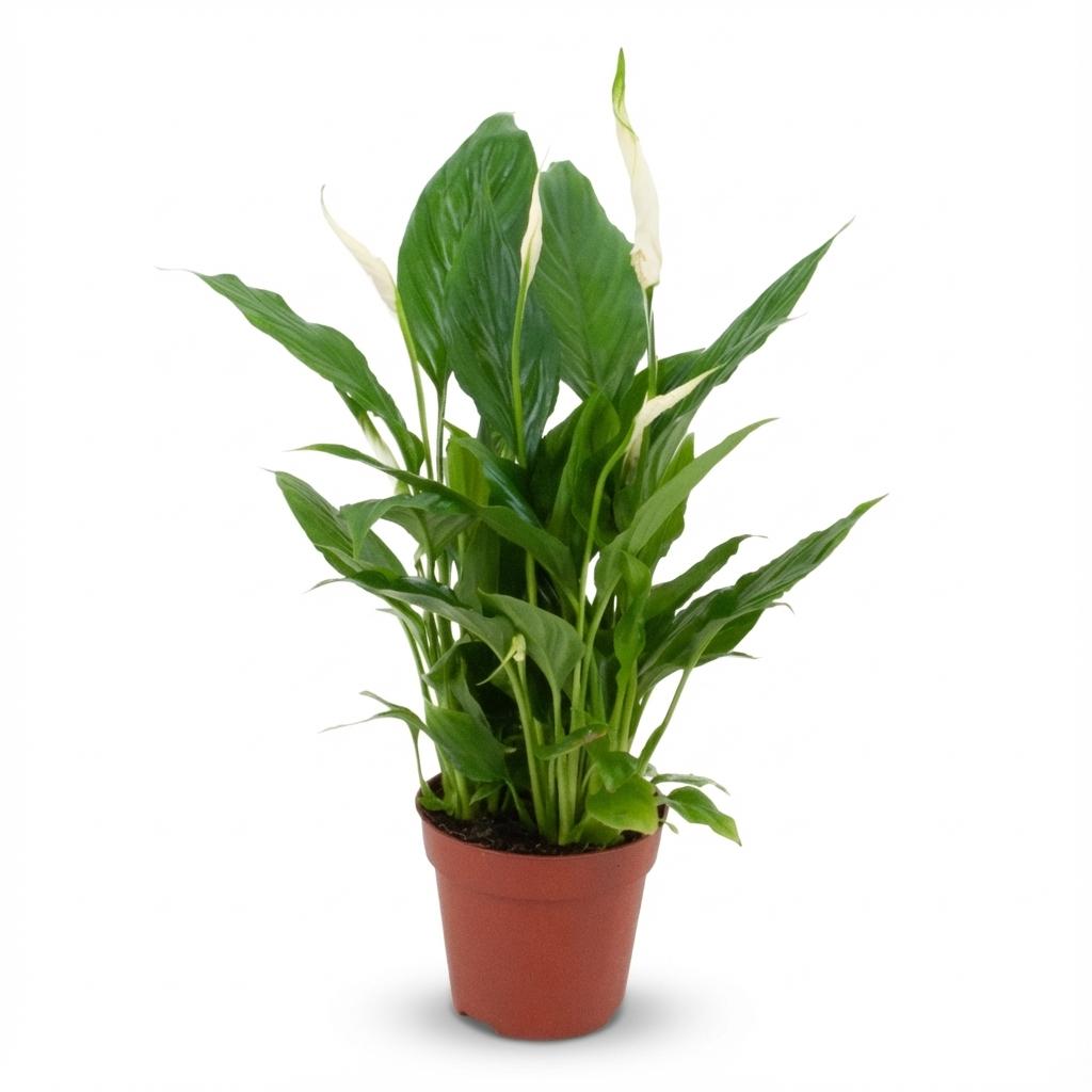 Spatifillo - Ø 12 cm - Altezza: 35 - 40 cm