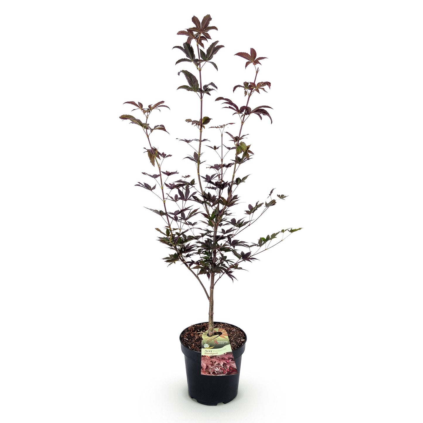 Garden plant - Acer palmatum Bloodgood - Japanese Maple - Deciduous - Red - 1 - Pot 26cm - Height 90cm