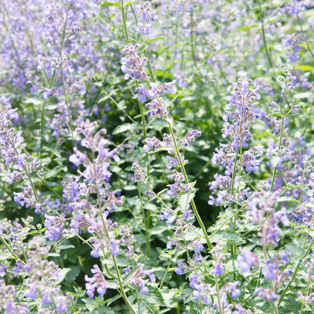 6x Nepeta faassenii - ↕10-25cm - Ø9cm