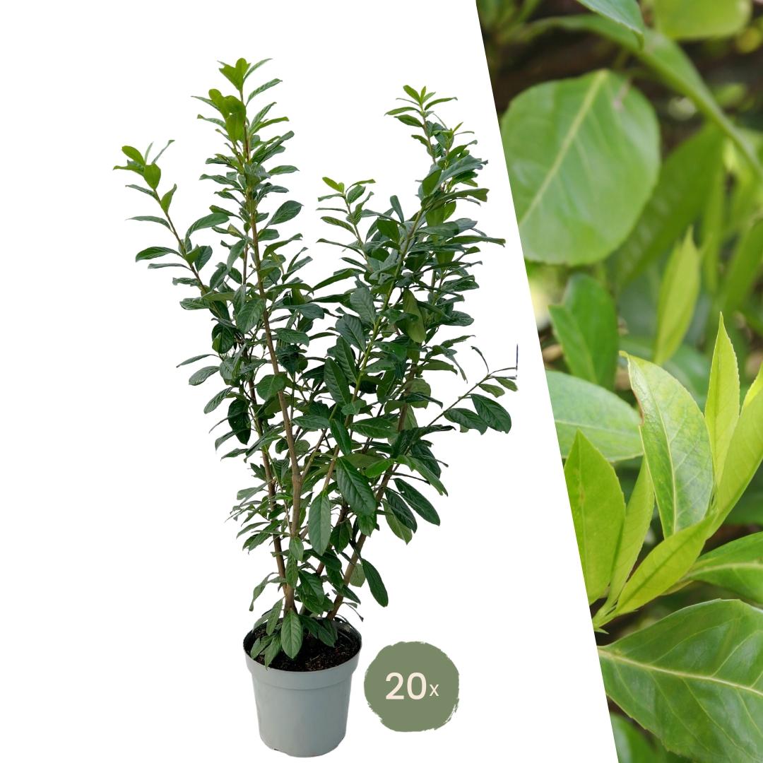 Large Cherry Laurel Plants Novita for 10 linear metres of hedge | - 15L - 20x | ↨ 125-150 cm