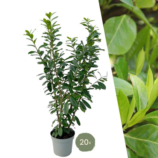Large Cherry Laurel Plants Novita for 10 linear metres of hedge | - 15L - 20x | ↨ 125-150 cm