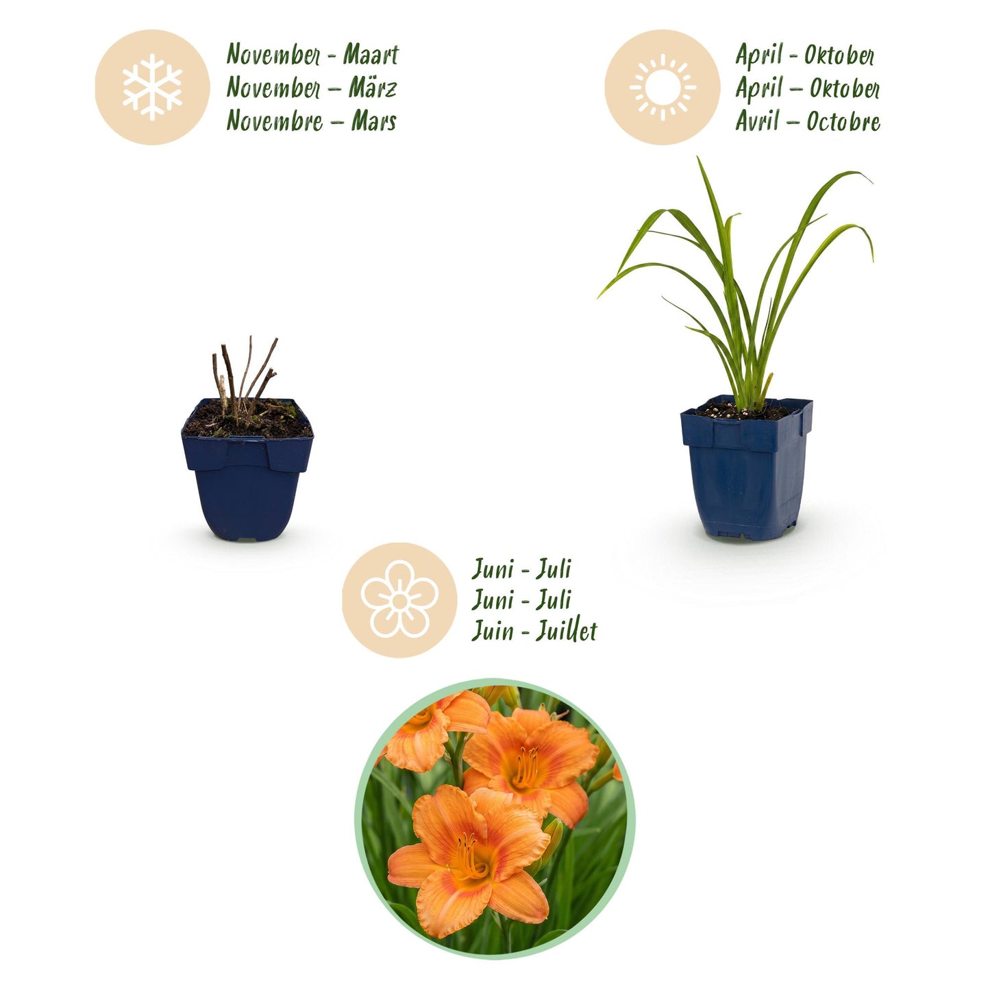 Green boutiQ - Plante vivace - Hemerocallis Mauna Loa - Hémérocalle - Attire les abeilles et les papillons - Orange - 6 Plantes - Pot 11cm - Hauteur 15-25cm