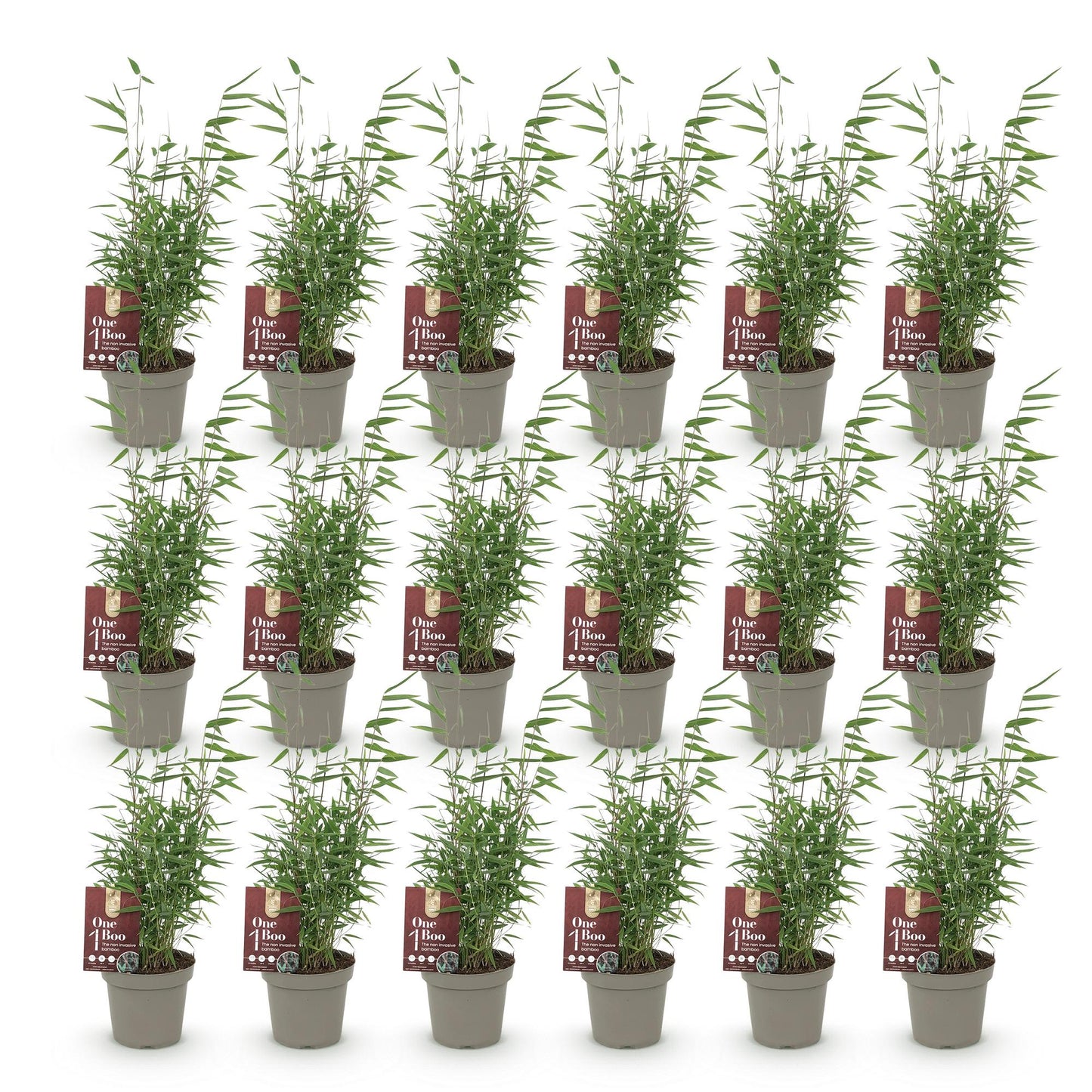 Green boutiQ - Bamboo - Fargesia Red Dragon - Evergreen - Non-invasive - Green - 18 Plants - 14cm Pot - 35cm Height