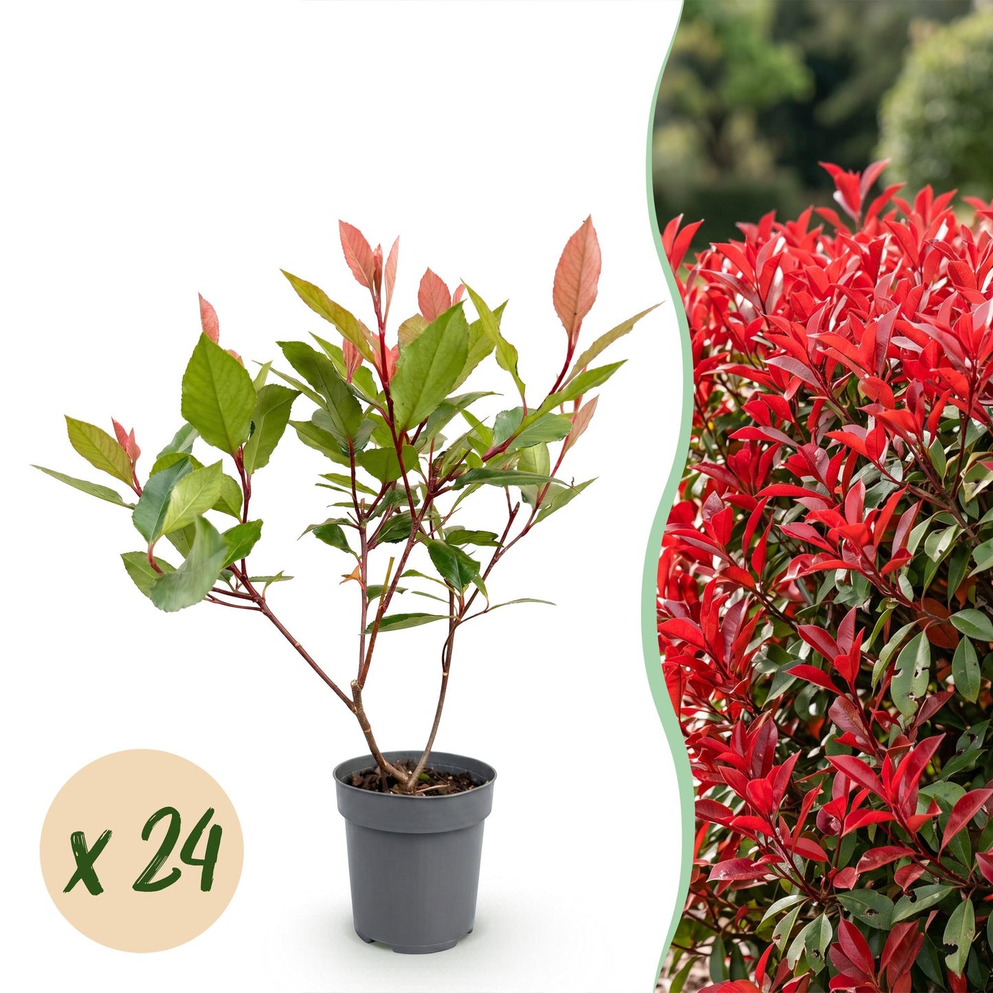 Green boutiQ - 24x Photinia fraseri Little Red Robin - Glossy Mispel - Hedge Plants - Evergreen - Red - Pot 9cm - Height 25-35cm