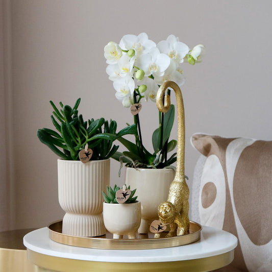 Compagnia di colibrì | Set regalo Luxury Living | Set di piante con orchidea Phalaenopsis bianca e piante grasse, incl. vasi decorativi in ​​ceramica
