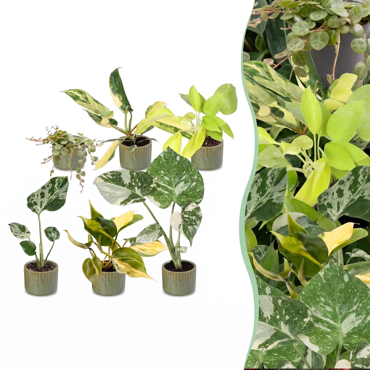 6x Baby Tropical Mix - Diversen - Tropisch - incl. Linnea Olive - Ø6cm - ↕10-15cm