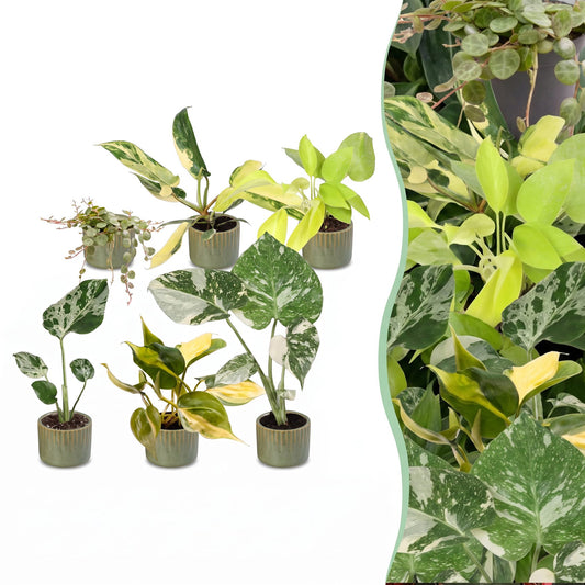 6x Baby Tropical Mix - Misto - Tropicale - incl. Linnea Olive - Ø6cm - ↕10-15cm