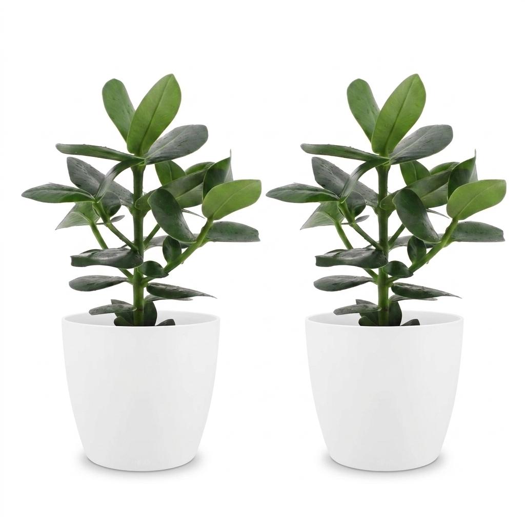 Clusia Princess - Clusia - 2 Planten - met Potter Wit - Pot 12cm - Hoogte - 40cm
