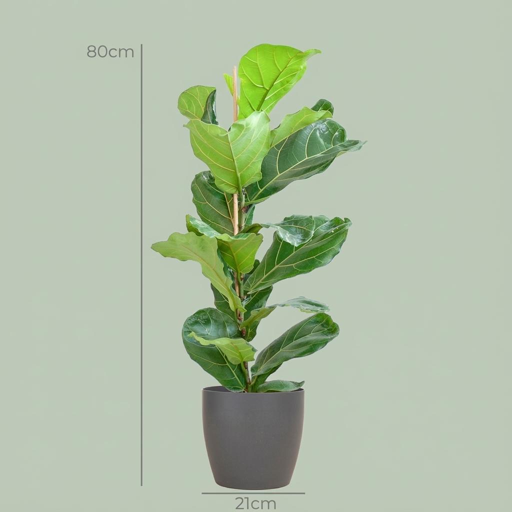Ficus Lyrata with Potter pot grey - 80cm - Ø21