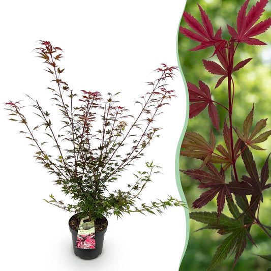 Garden plant - Acer palmatum Shaina - Japanese Maple - Deciduous - Red - 1 - Pot 26cm - Height 90cm