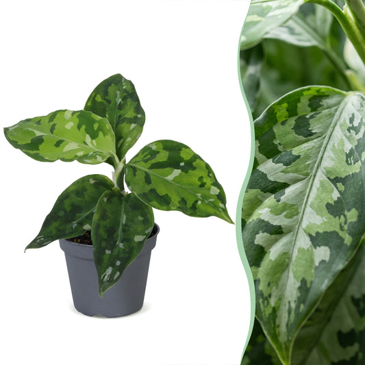 Aglaonema Pictum Tricolor - Camouflagepalm - Groen - Tropisch - Ø6cm - ↕10cm