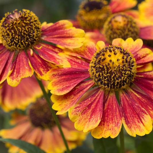 60x Helenium 'Moerheim Beauty' - ↕10-25cm - Ø9cm
