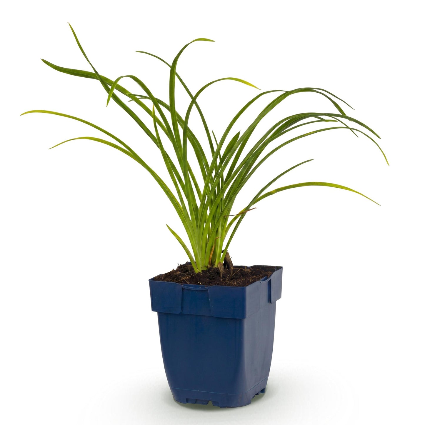 Vasteplant - Hemerocallis Stella d'Oro - Daglelie - Bijen en Vlinderlokkers - Geel - 1 Plant - Pot 11cm - Hoogte 15-25cm