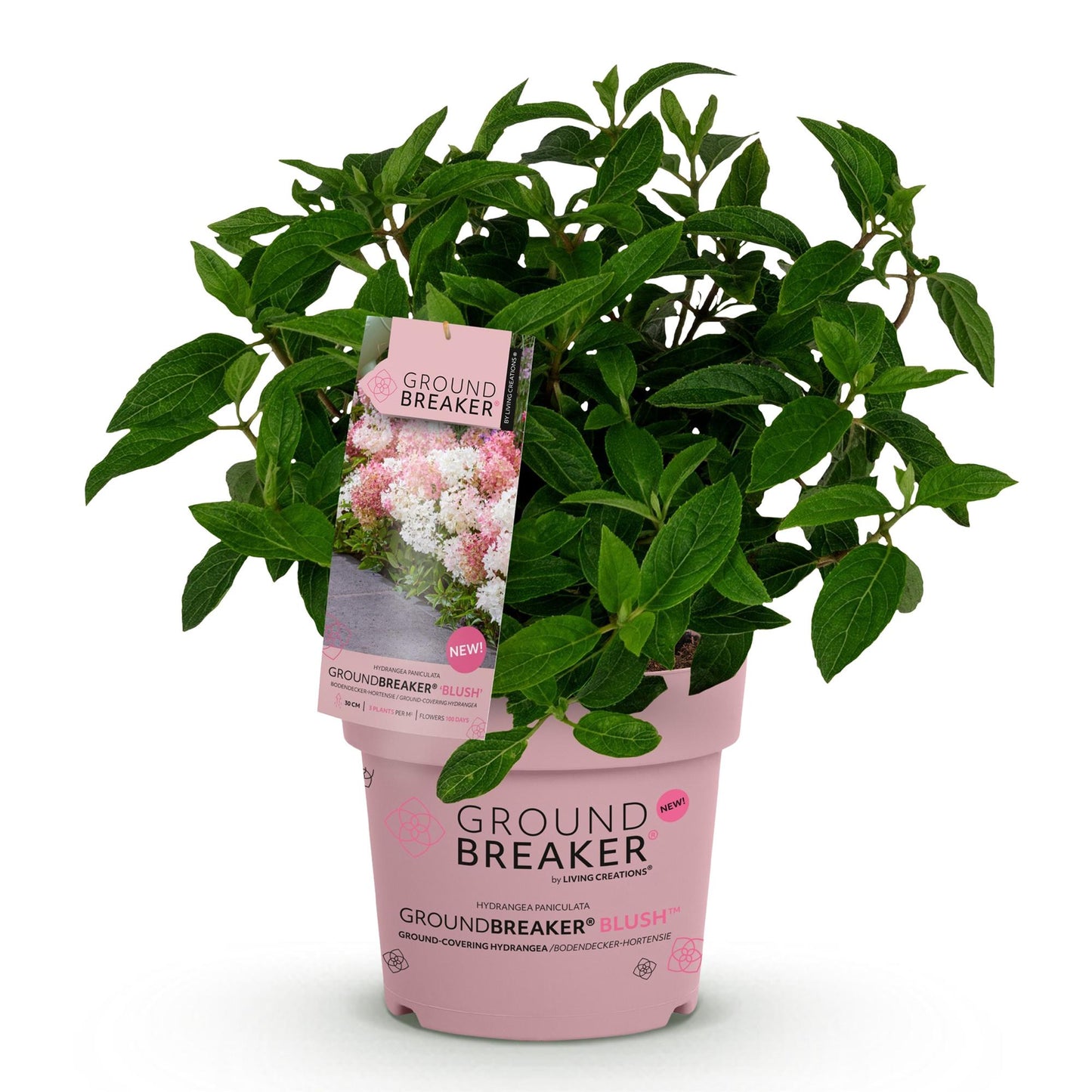 Green boutiQ - Pianta da Giardino - Hydrangea paniculata Groundbreaker Blush - Ortensia Paniculata - Resistente al freddo - Rosa - 1 Pianta - Vaso 14cm - Altezza 20-25cm