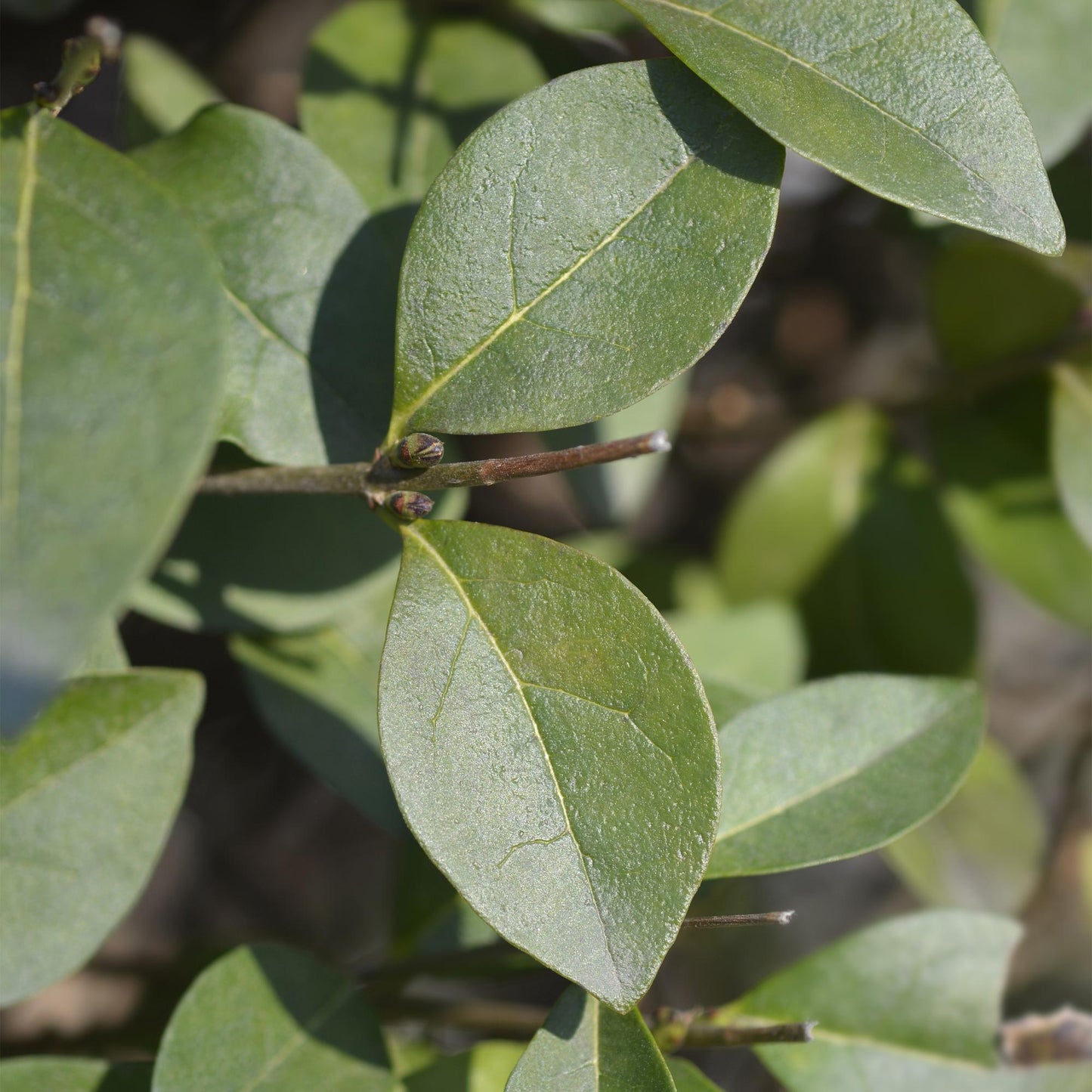 Green boutiQ - 8x Ligustrum ovalifolium - Common Privet - Hedge Plants - Evergreen - Green - 9cm Pot - Height 35-45cm