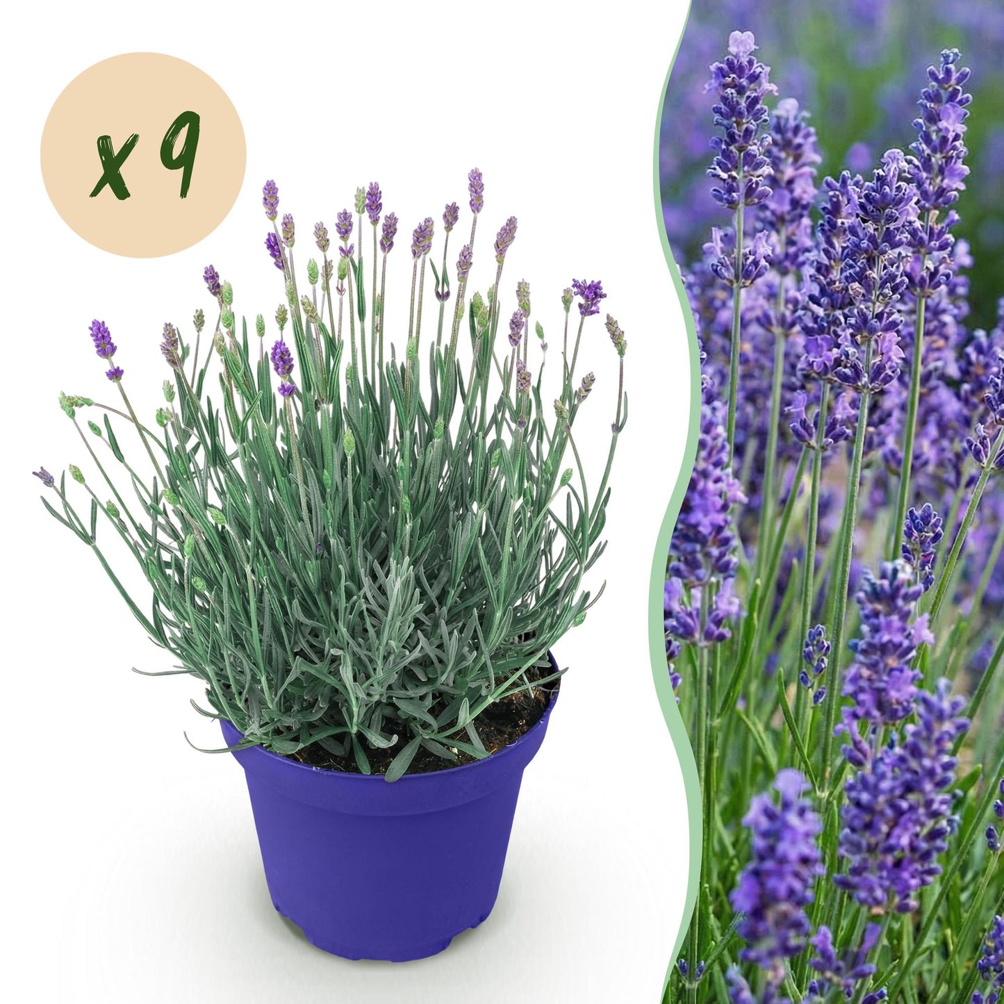Green boutiQ - Garden Plant - Lavandula angustifolia Hidcote - Lavender - Hardy - Purple - 9 Plants - Pot 12cm - Height 15-25cm