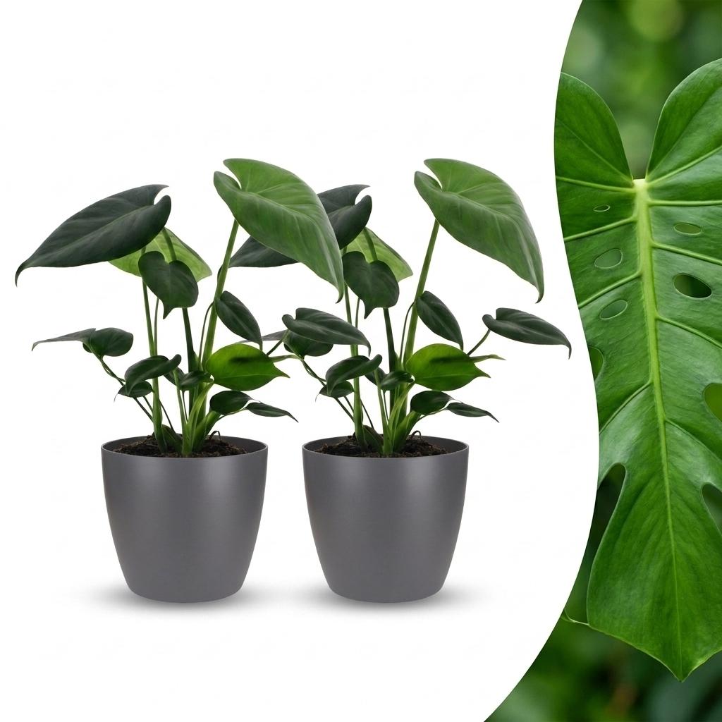 Monstera Deliciosa - Gatenplant - 2 Planten - met Potter Grijs - Pot 12cm - Hoogte 30cm