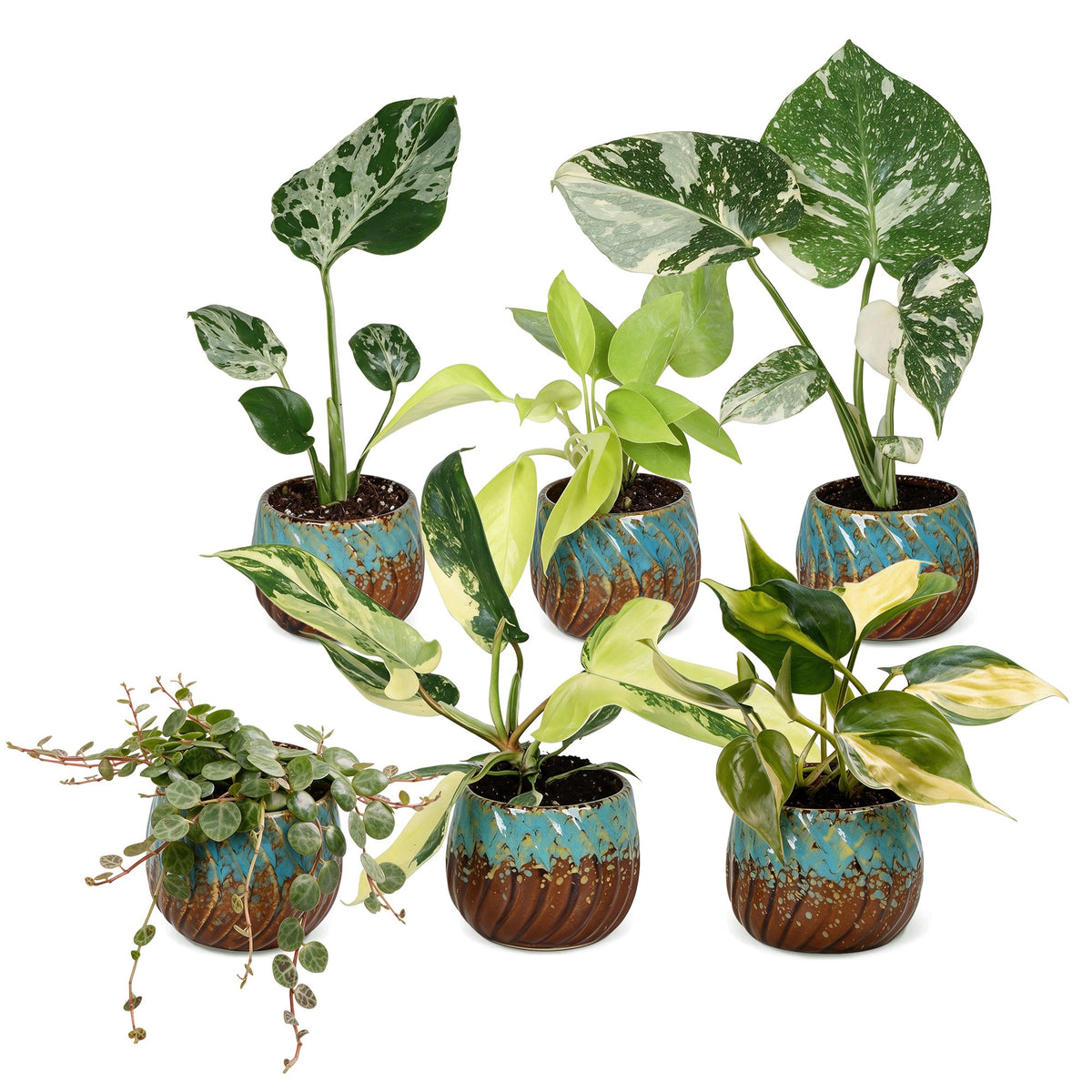 6x Baby Tropical Mix - Diversen - Tropisch - incl. Copper Reef - Ø6cm - ↕10-15cm