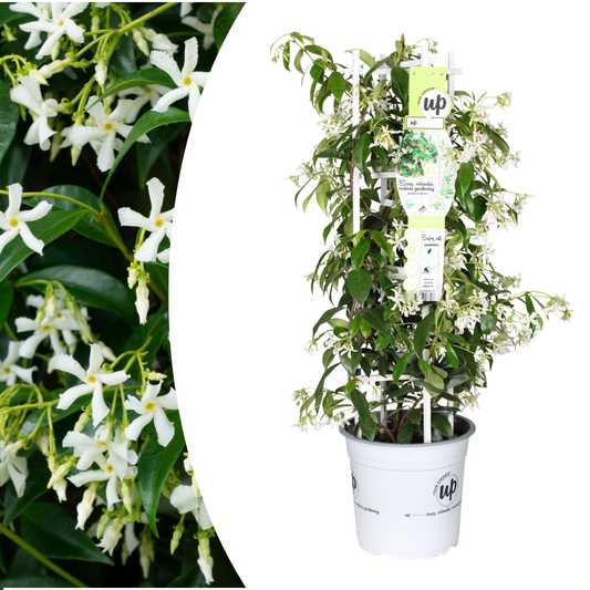 Trachelospermum jasminoides 'Star of Venice'  23cm