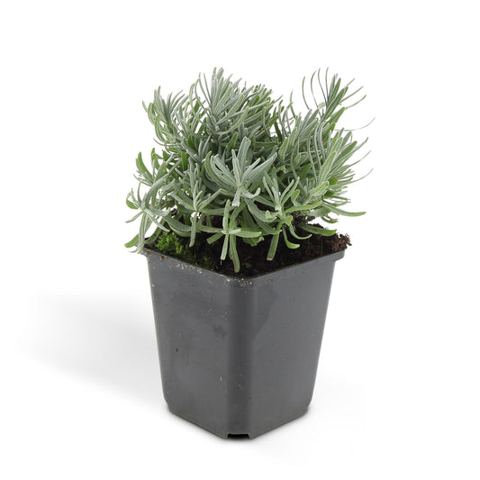 48x Lavandula 'Hidcote' - ↕10-25cm - Ø9cm