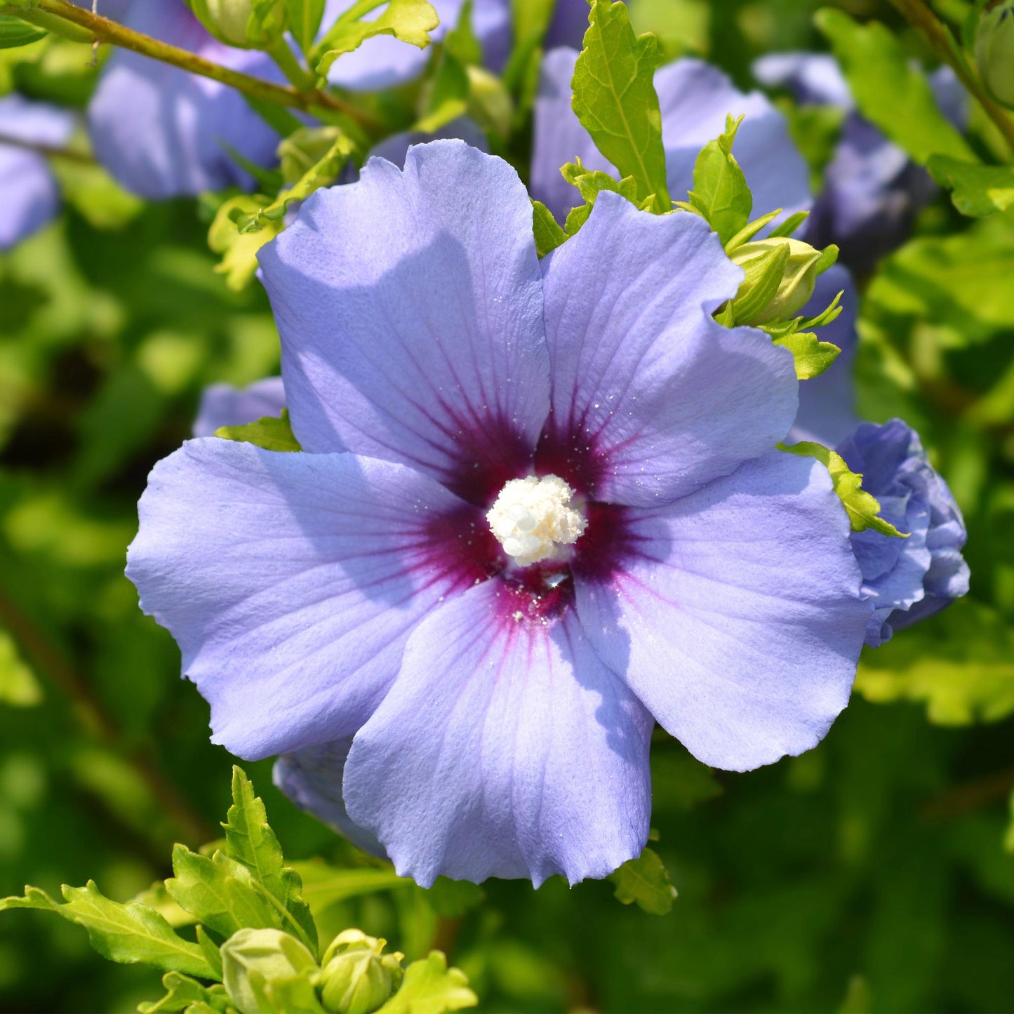 Green boutiQ - Plante de jardin - Hibiscus syriacus Oiseau Blue - Hibiscus de jardin - Résistant à l'hiver - Bleu - 3 Plantes - Pot 17cm - Hauteur 45cm