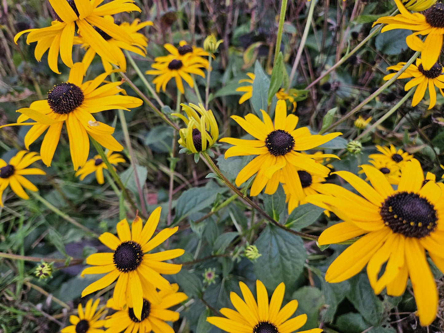 60x Rudbeckia fulgida 'Goldsturm' - ↕10-25cm - Ø9cm