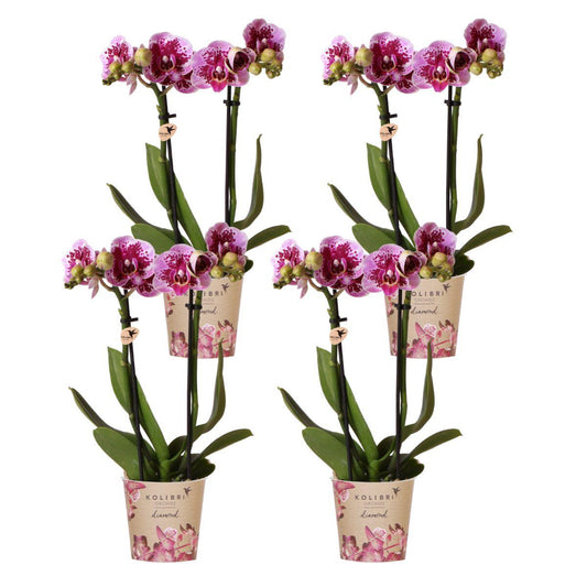 Orchidee colibrì | OFFERTA COMBI di 4 orchidee phalaenopsis rosa viola - El Salvador - dimensioni vaso Ø9 cm | pianta d'appartamento in fiore - fresca dal coltivatore