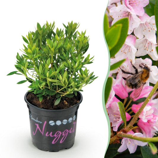 Green BoutiQ - Dwarf Rhododendron - Rhododendron Bloombux Light Pink - Flowering Boxwood - Low Maintenance - Light Pink Flower - 1 Plant - 10.5cm Pot - 20-25cm Height