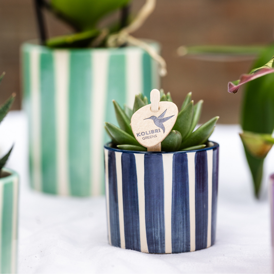 Verdi colibrì | Mix di piante verdi + vasi decorativi a strisce dipinte - dimensioni vaso Ø9 cm e Ø6 cm | piante d'appartamento in fiore - fresche dal coltivatore
