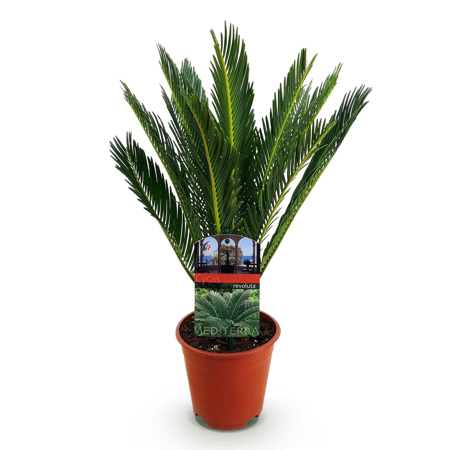 Pianta da interni - Cycas revoluta - Palma sago - Poca manutenzione - Verde - 1 - Vaso 15cm - Altezza 45-55cm