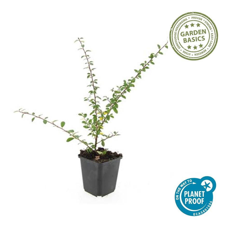 60x Cotoneaster suec. 'Coral Beauty' - ↕10-25cm - Ø9cm