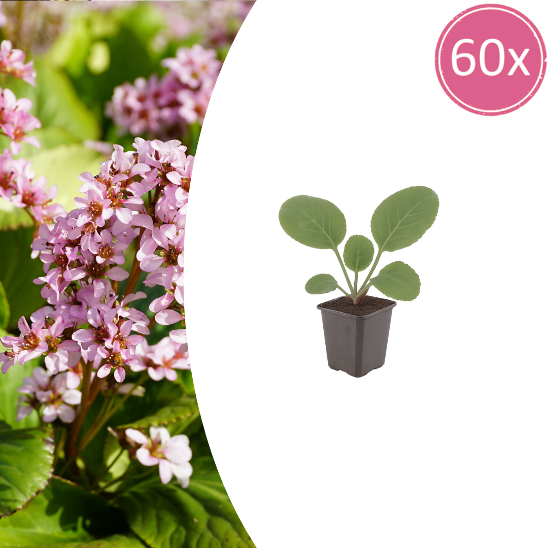 60x Heartleaf Bergenia - ↕10-25cm - Ø9cm