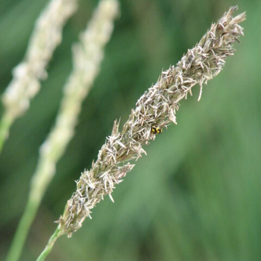 12x Autumn Moor Grass - ↕10-25cm - Ø9cm
