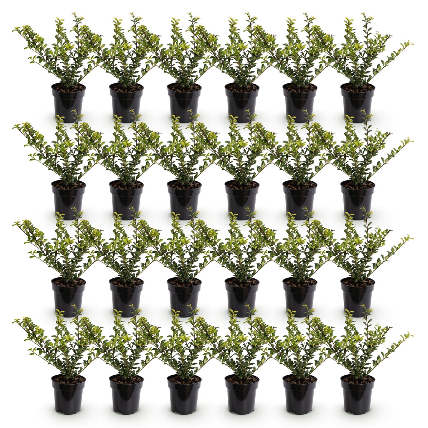 24x Ilex crenata 'Convexa' - Japanese Holly - Hedging Plants - Evergreen - Green - 9cm Pot - Height 20-30cm