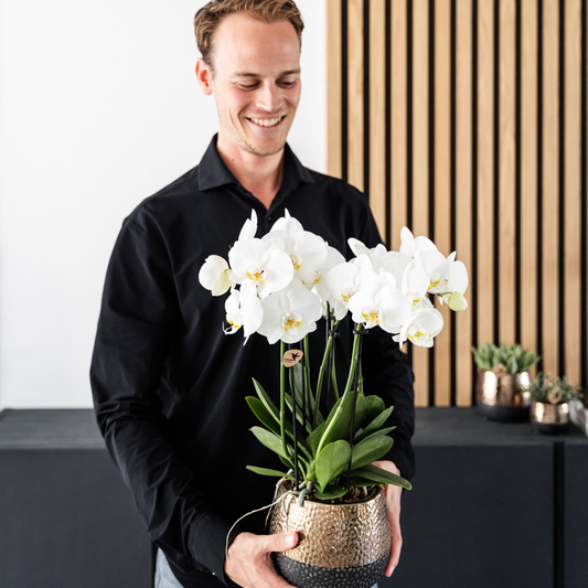 Orchidee colibrì | OFFERTA COMBI di 4 orchidee bianche - Gent - dimensioni vaso Ø12cm | pianta d'appartamento in fiore - fresca dal coltivatore