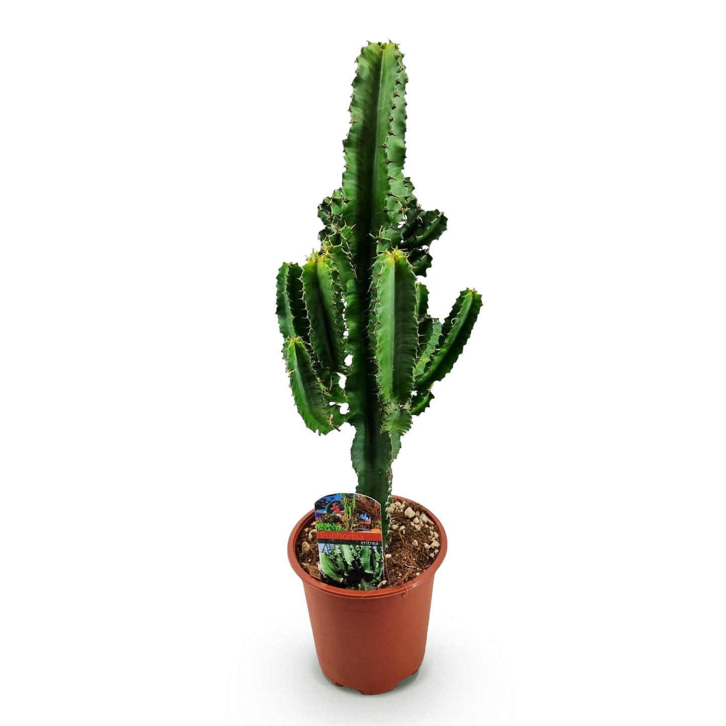 Kamerplant - Euphorbia eritrea - Afrikaanse melkboom - Weinig onderhoud - Groen - 1 - Pot 17cm - Hoogte 60cm