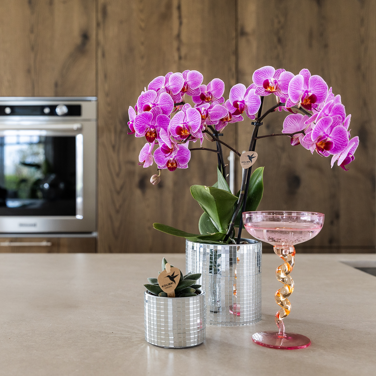Hummingbird Orchids | Purple Vienna orchid + Disco decorative pot – pot size Ø9cm | flowering houseplant – fresh from the grower