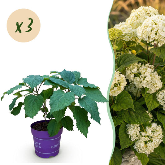 Green boutiQ - Garden Plant - Hydrangea arborescens FlowerWOW - Hydrangea - Hardy - White - 3 Plants - Pot 14cm - Height 20-30cm