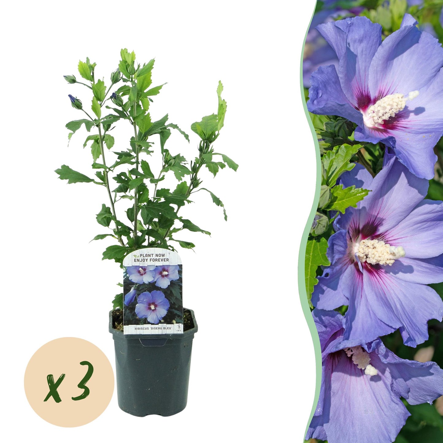 Green boutiQ - Plante de jardin - Hibiscus syriacus Oiseau Blue - Hibiscus de jardin - Résistant à l'hiver - Bleu - 3 Plantes - Pot 17cm - Hauteur 45cm