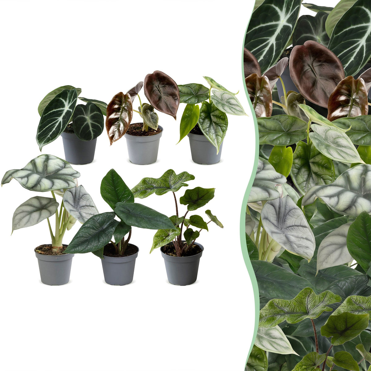 6x Baby Alocasia Family - Red - Green - Black - Silver - Grey - Tropical - Ø6cm - ↕12cm