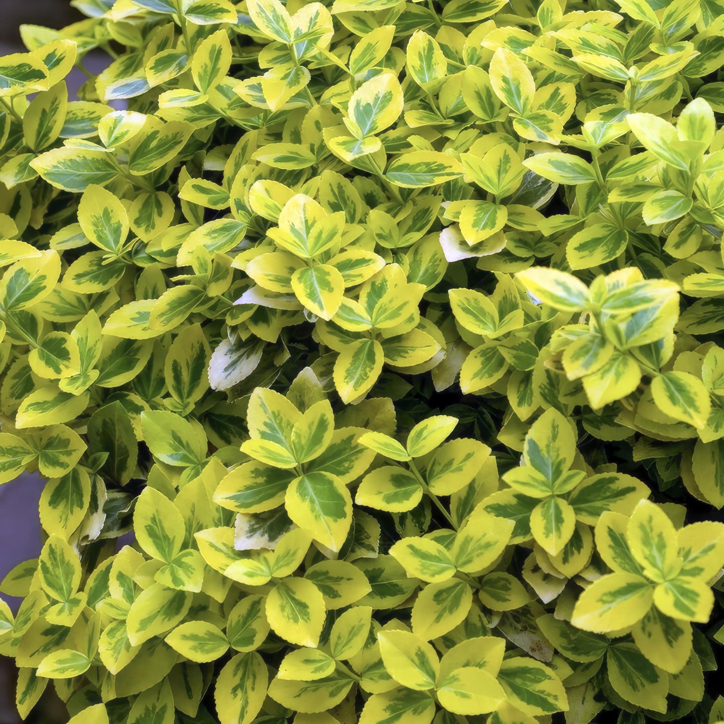 48x Euonymus fort. 'Emerald 'n Gold' - ↕10-25cm - Ø9cm