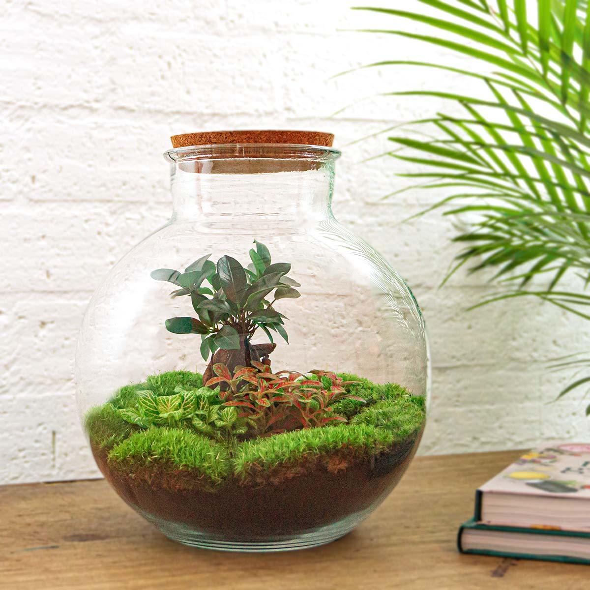 DIY Plant terrarium - Bolder Bob Bonsai - Ø 31 cm ↑ 30 cm - Rake + Shovel + Tweezer + Scissors