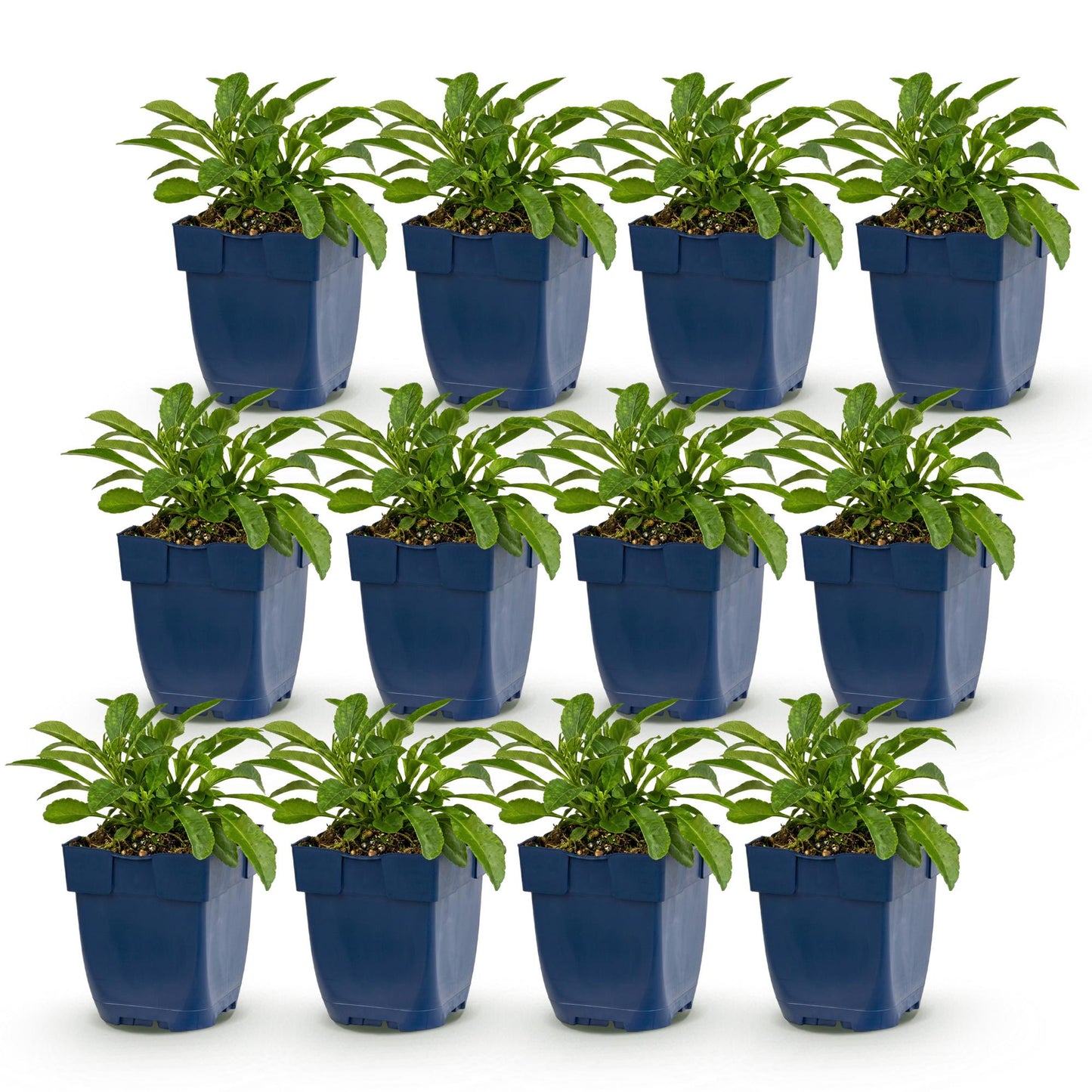 Green boutiQ - Plante vivace - Campanula persicifolia - Campanule à feuilles de pêcher - Attire les abeilles et les papillons - Bleu - 12 Plantes - Pot 11cm - Hauteur 15-25cm