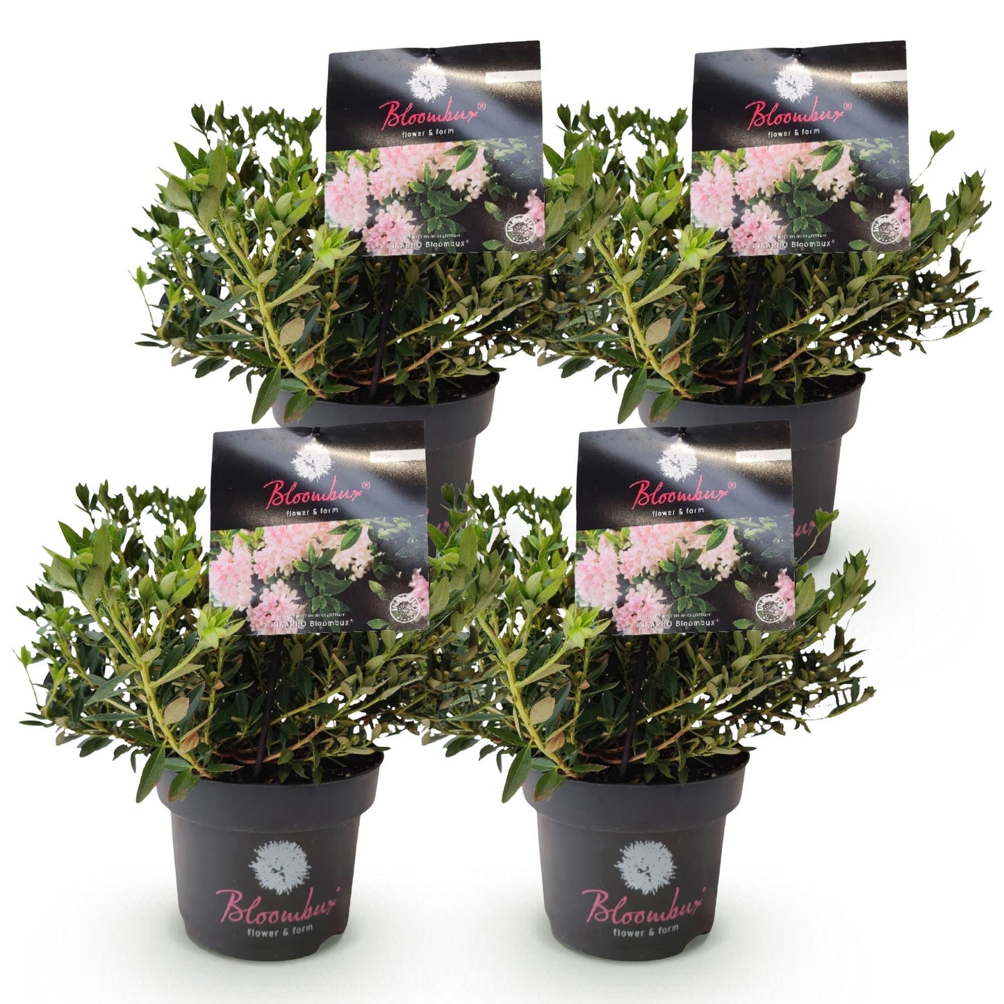 Green BoutiQ - Dwarf Rhododendron - Rhododendron Bloombux Light Pink - Flowering Boxwood - Low Maintenance - Light Pink Flower - 4 Plants - Pot 17cm - Height 30-40cm