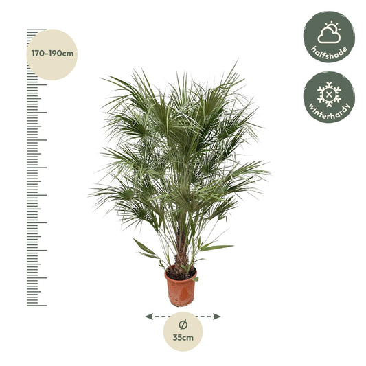 Chamaerops Humilis shrub - 170cm - Ø30