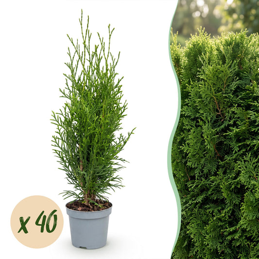 40x Thuja occidentalis Smaragd - Levensboom - Haagplanten - Groenblijvend - Groen - Pot 9cm - Hoogte 20-30cm