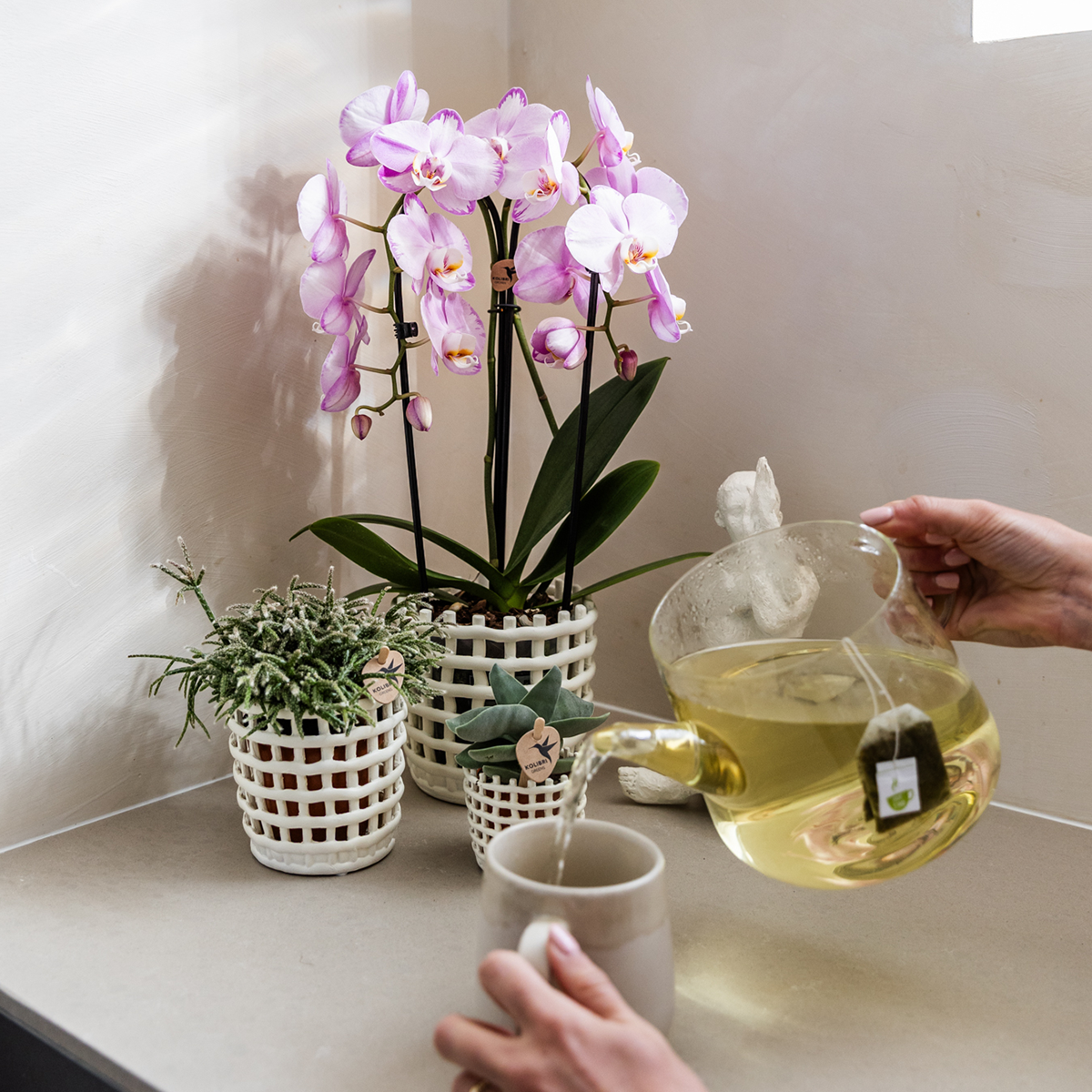 Kolibri Orchids | Pink Niagara Falls orchid 12cm with Mesh White decorative pot – fresh from the grower