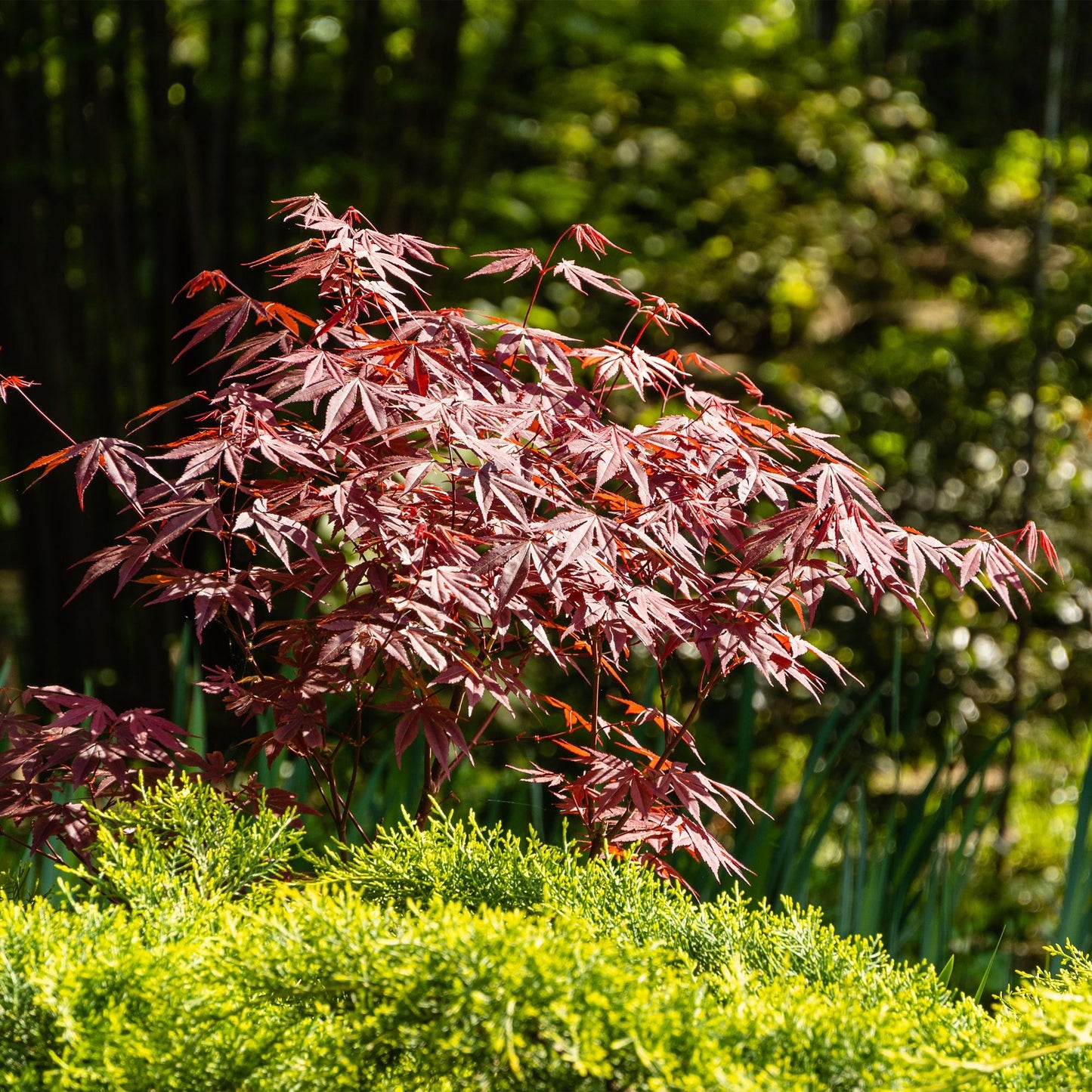 Green boutiQ - Terrasplant - Japanse Esdoorn - Acer palmatum Atropurpureum - Paars - 2 Planten - Bladverliezend - Pot 19cm Hoogte 70cm
